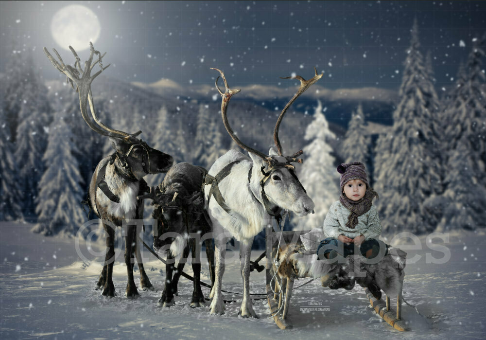 Reindeer in Snow at Night in Winter Scene with Pine Trees - Christmas Holiday Digital Background Backdrop