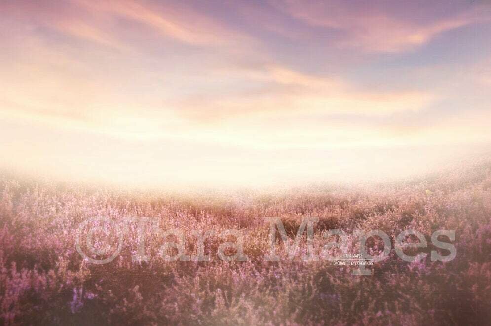 Warm Field of Lavender Heather Flowers Digital Background / Backdrop
