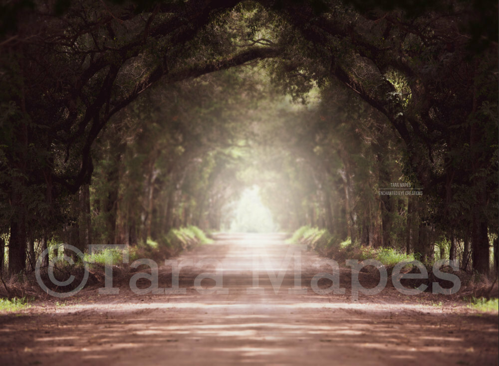 Tree Tunnel Long Dirt Road Surrounded by Trees Digital Background Backdrop