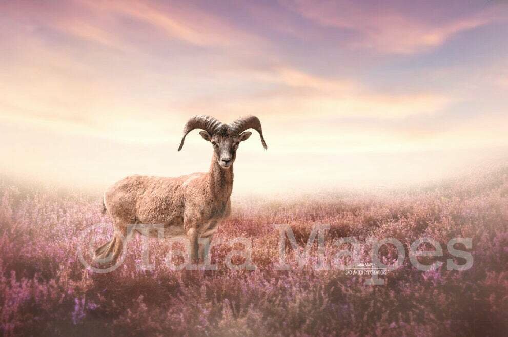 Ram Sheep in Warm Field of Lavender Heather Flowers Digital Background / Backdrop