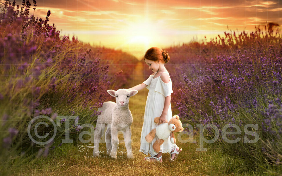 Baby Lamb in Lavender Field Spring Easter Digital Background Backdrop