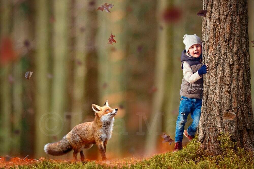 Fox by Tree in Forest Autumn Fall Leaves Digital Background Backdrop