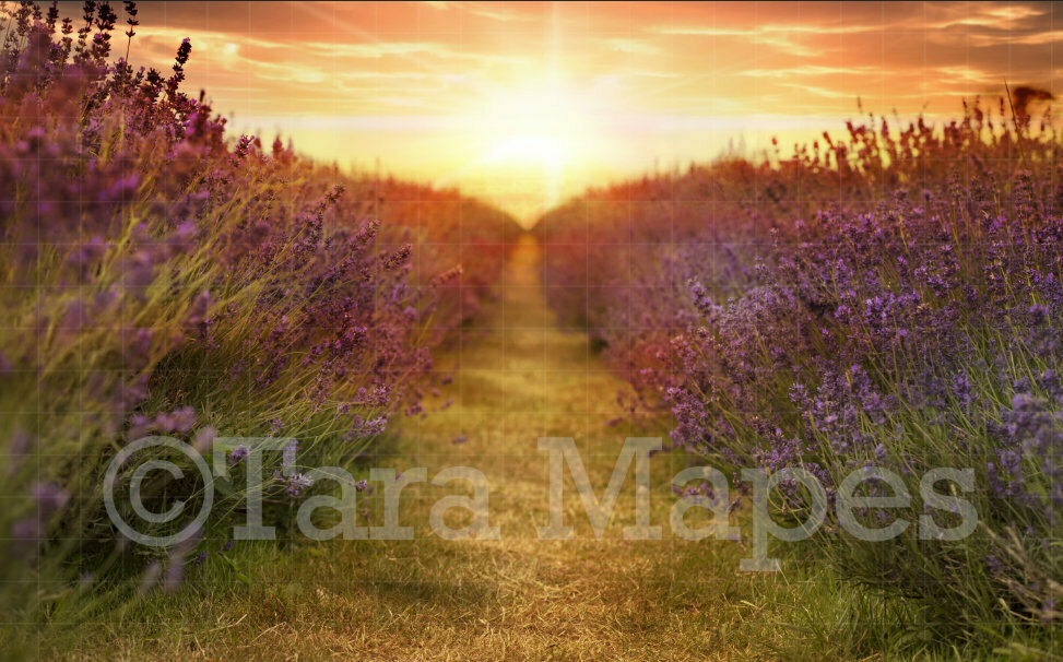 Lavender Field Digital Background / Backdrop