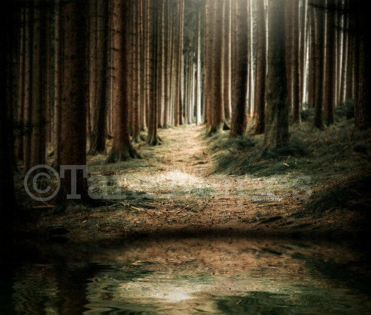 Enchanted Forest Lake - Lake in Forest Woods-  Creamy Forest Path- Digital Background Backdrop