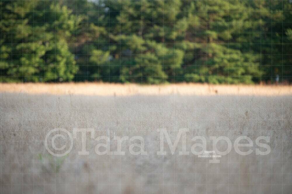 Grassy Field - Wheat Field - White Field Landscape Digital Background / Backdrop