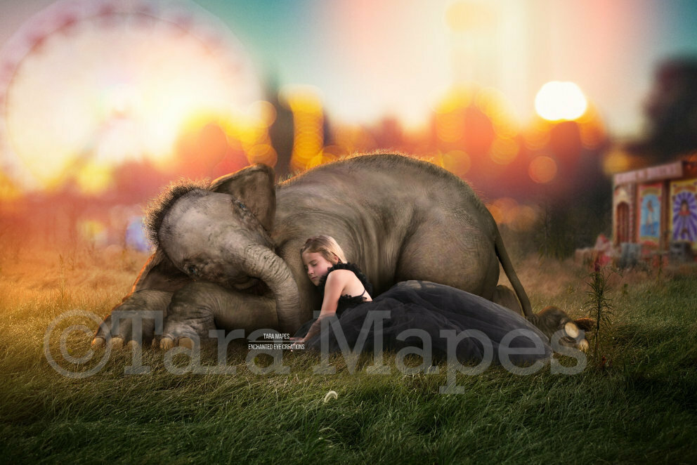 Elephant Baby at Circus - Baby Elephant Laying Sleeping on Fairgrounds - in Field - Digital Background / Backdrop