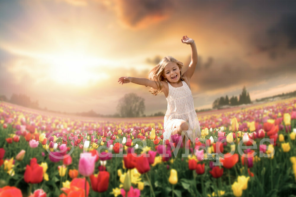 Tulip Field Sunset in Field Creamy Nature Digital Background Backdrop