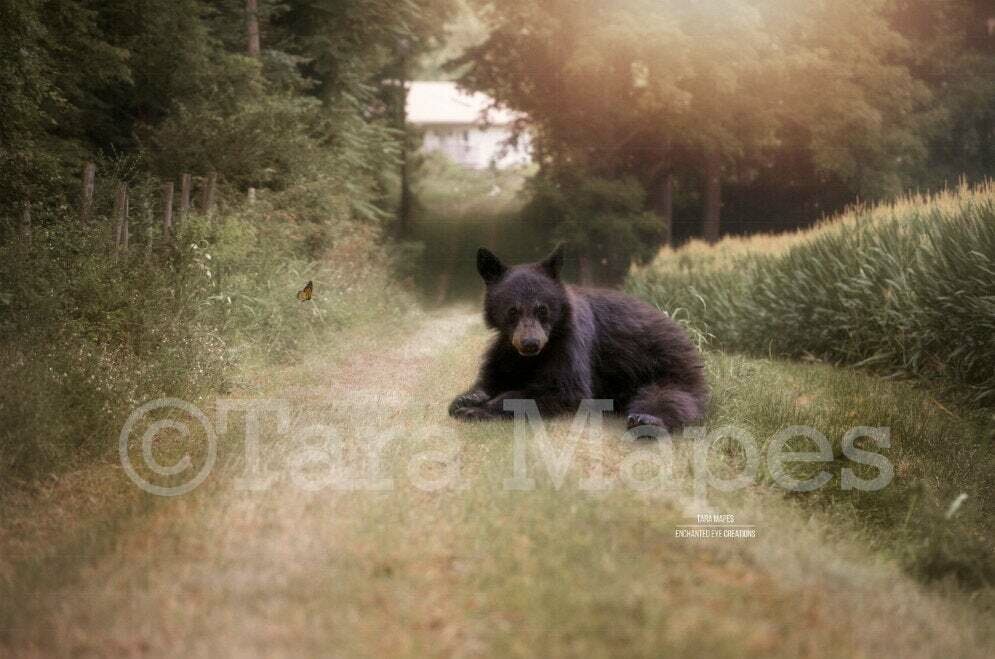 Bear on Farm Drive - Country Bear on Path - Baby Bear Digital Background Backdrop
