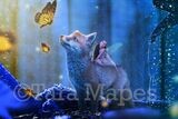 Baby Fox and Fairy at Night Digital Background