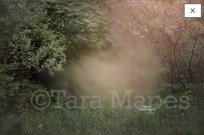 Creamy Foggy Forest Clearing