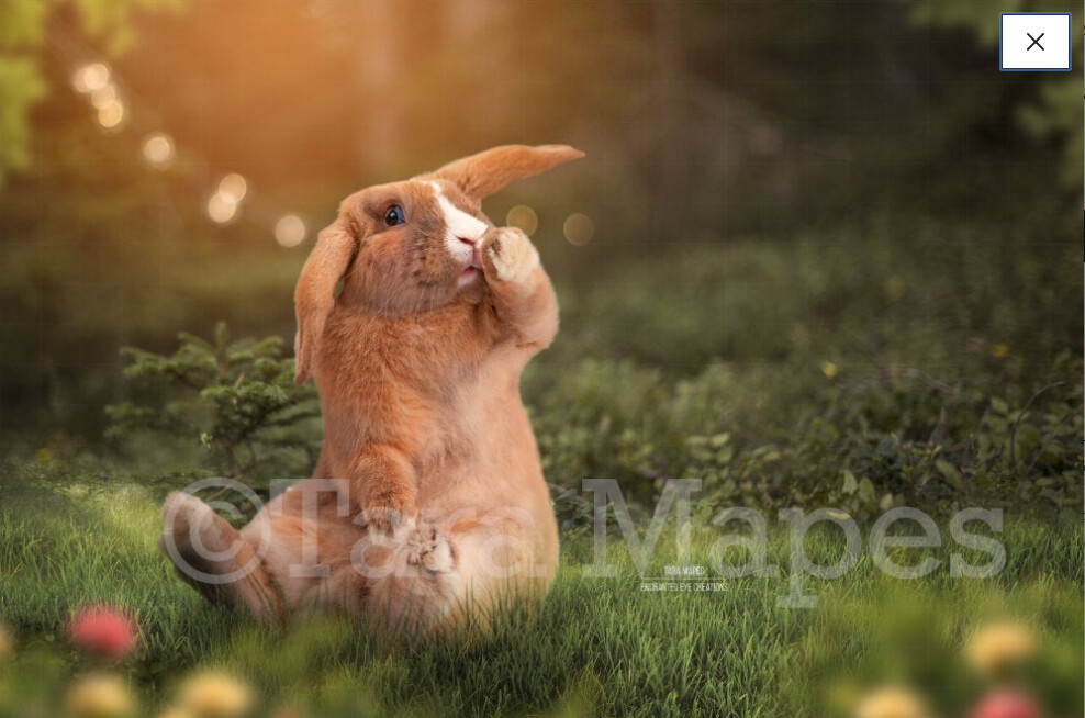 Funny Bunny in Creamy Forest - Rabbit in spring forest -Nature Forest Digital Background / Backdrop