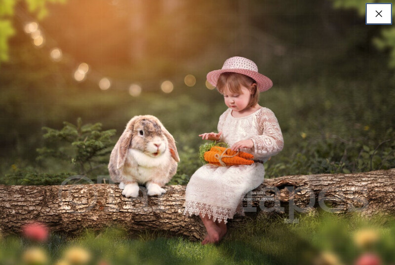 Easter Bunny in Forest on Log - White Rabbit in creamy forest - Log in Forest Digital Background / Backdrop