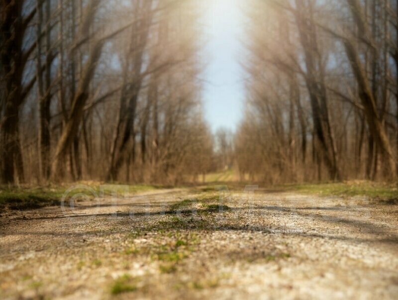 Creamy Dirt Path - Path in Forest Spring Digital Background Backdrop