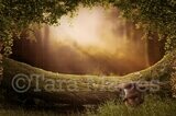 Fairy Log in Magic Forest Creamy Sunset Digital Background