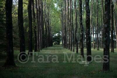 Enchanted Forest 2 Pack- Rows of Trees - Magical Woods -  Nature Digital Background Backdrop