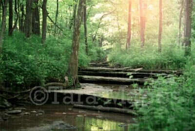 Creek Rocks Water in Woods Nature Digital Background Backdrop