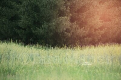 Field of Grass by Pine Trees  Country Nature Digital Background Backdrop