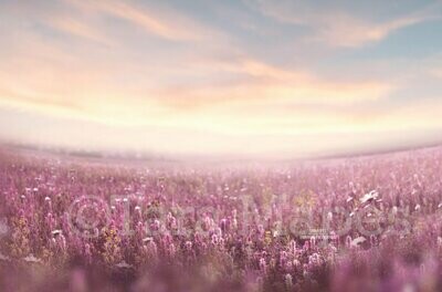 Field of Pink Flowers with Sun Creamy Digital Background Backdrop