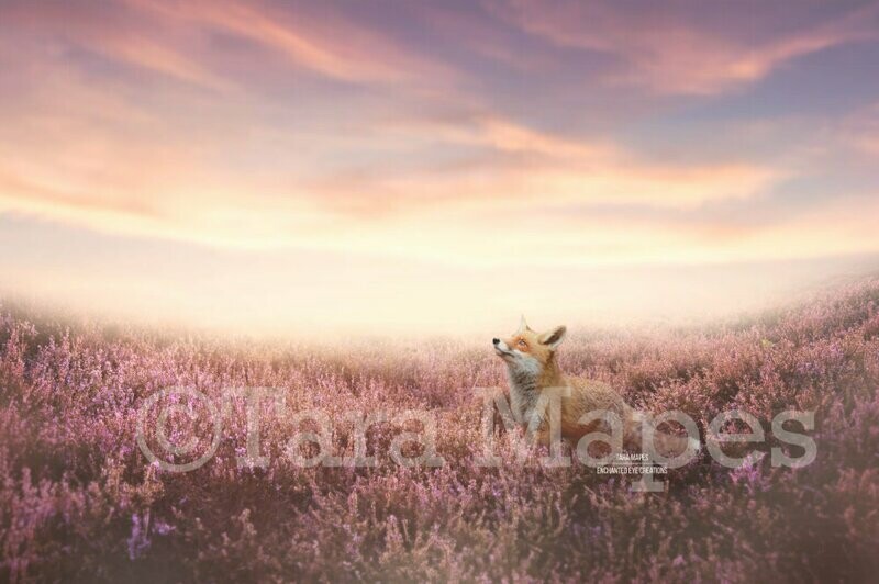 Fox in Warm Field of Lavender Heather Flowers Digital Background / Backdrop