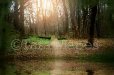 Magic Forest Path by Lake - Path in Forest Spring Digital Background Backdrop