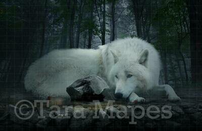 Little Red Riding Hood in Forest with Wolf Digital Background