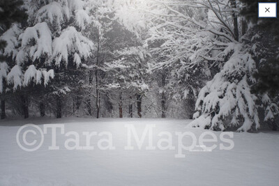Winter Path Snowy Scene with Pine Trees and Frost Digital Background / Backdrop