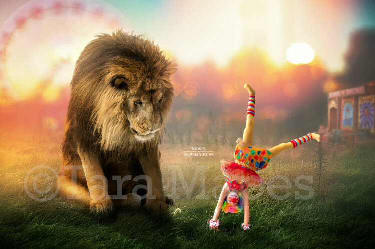 Lion at Circus - Lion Sitting Laying on Fairgrounds - in Field - Digital Background / Backdrop
