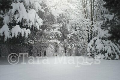 Winter Pines Snowy Path  Creamy Light Scene with Pine Trees and Frost Digital Background / Backdrop