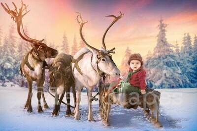 Reindeer in Snow in Winter Scene with Pine Trees Christmas Holiday Digital Background Backdrop