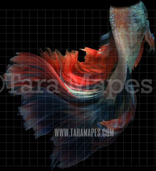 Realistic Mermaid Tail  - PNG  overlay - Transparent Background