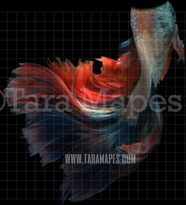 Realistic Mermaid Tail  - PNG  overlay - Transparent Background
