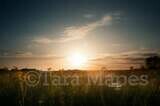 Sunset Field Creamy Nature Background Backdrop