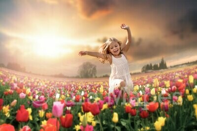 Tulip Field Sunset in Field Creamy Nature Digital Background Backdrop
