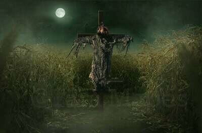 Scarecrow in Cornfield Cornstalks Halloween Digital Background Backdrop