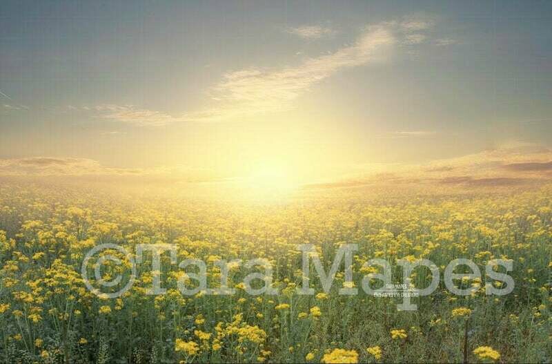 Sunset in Field Creamy Nature Background Backdrop