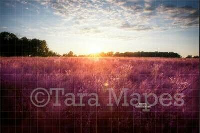 Sunset Field - Lavender - Purple Field - Creamy Nature Background Backdrop