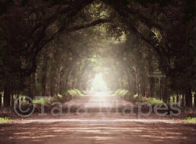 Tree Tunnel Long Dirt Road Surrounded by Trees Digital Background Backdrop
