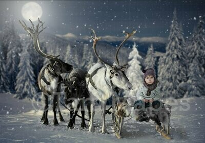 Reindeer in Snow at Night in Winter Scene with Pine Trees - Christmas Holiday Digital Background Backdrop