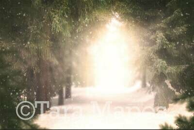 Snowy Forest - Winter Scene Winter Background - Pine Trees - Holiday Christmas Digital Background Backdrop