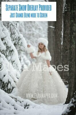 Winter Pines by Snowy Path - Pine Trees in Snow - Creamy Light Scene with Pine Trees and Frost Digital Background / Backdrop