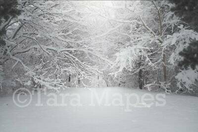 Winter Trees Snowy Path  Creamy Light Scene with Frost Digital Background / Backdrop