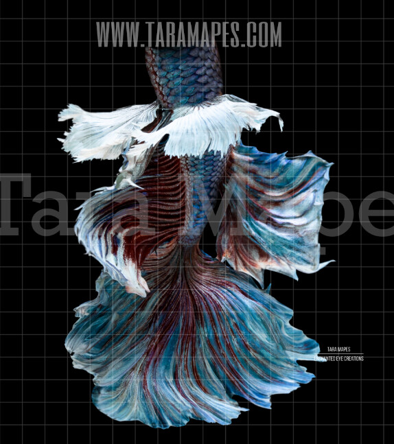 Realistic Mermaid Tail 3 - PNG overlay - Transparent Background