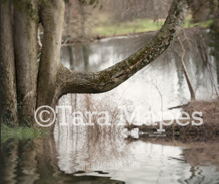 Old Tree Branch Over Lake - Old Enchanted Tree by Lake - Old Magic Tree by Pond - Digital Background by Tara Mapes