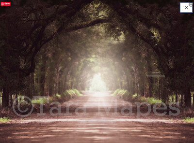 Dirt Road - Forest Tunnel Long Dirt Road Surrounded by Trees Digital Background Backdrop