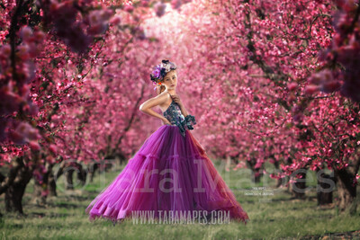 Cherry Blossom Tree Path - Cherry Blossom Tunnel - Creamy Rich Japanese Cherry Trees Digital Background / Backdrop