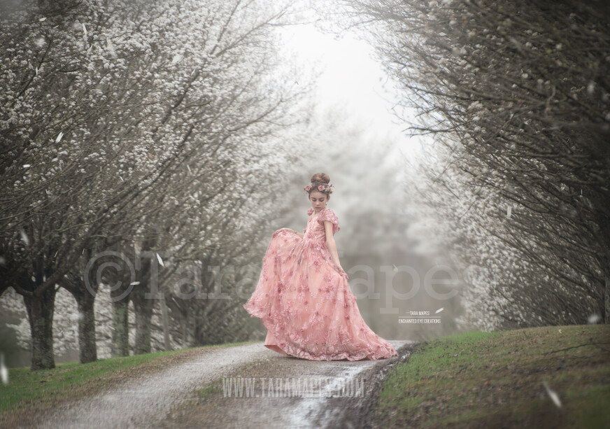 Cherry Blossom Trees - Pear Trees - Tree lined Road - Dirt Road - Country Road - Flowering Trees Digital Background / Backdrop