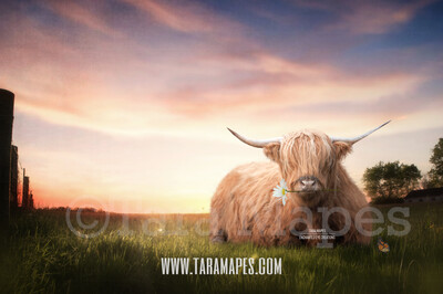 Highland Cow in Field- Spring Scene Farm Scene - Country Digital - Creamy Soft Sunset  Photoshop Digital Background / Backdrop