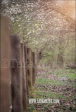 Fence by Cherry Blossom Trees - Pear Trees - Country Fence - Farm Orchard  Flowering Trees Digital Background / Backdrop