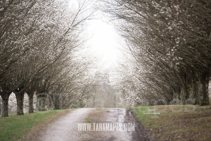 Cherry Blossom Trees - Pear Trees - Tree lined Road - Dirt Road - Country Road - Flowering Trees Digital Background / Backdrop