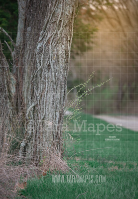 Tree by Dirt Road - Tree by Path - Digital Background Backdrop